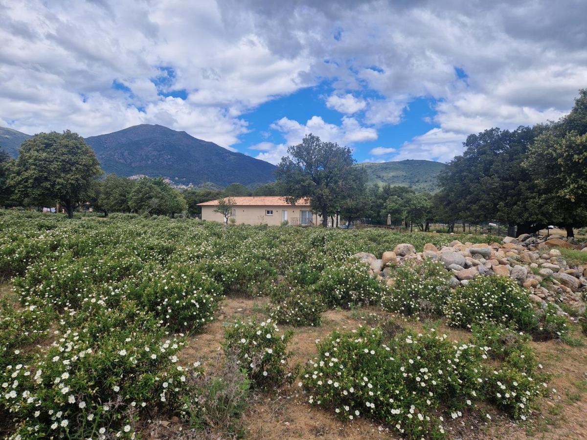 Domaine U Filanciu - Casa Chiara - Centru Di Corsica Villa Moltifao Екстериор снимка
